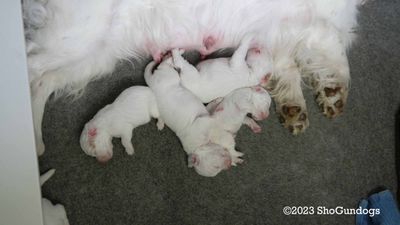 Polly's Litter  230701 002.jpg