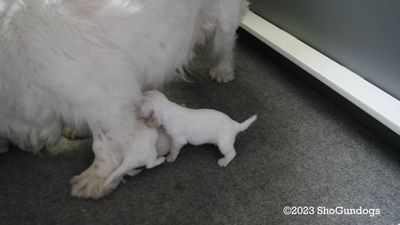 Polly's Litter  230701 007.jpg