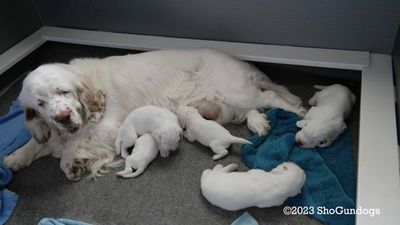 Polly's Litter  230706 001.jpg