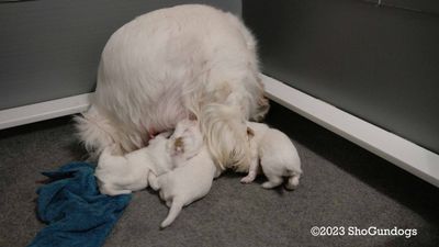 Polly's Litter  230707 014.jpg