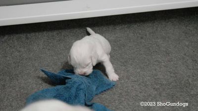Polly's Litter Week 3
