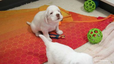 Polly's Litter  230716 009.jpg