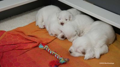 Polly's Litter  230716 027.jpg