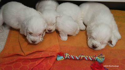 Polly's Litter  230716 028.jpg