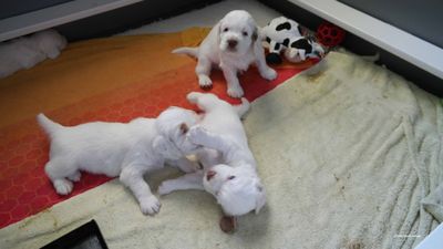 p[olly's Litter  230718 012.jpg