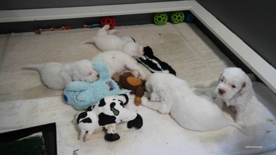 p[olly's Litter  230718 020.jpg