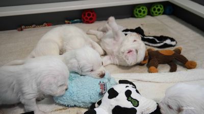 p[olly's Litter  230718 024.jpg