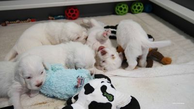 p[olly's Litter  230718 026.jpg