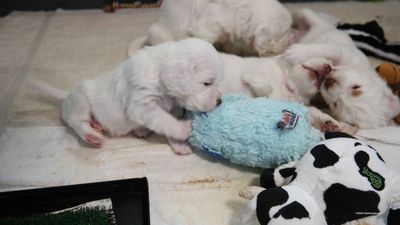 p[olly's Litter  230718 027.jpg