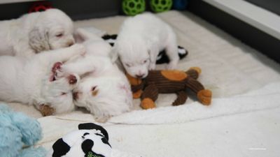 p[olly's Litter  230718 030.jpg