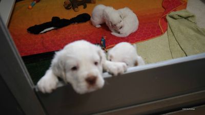 Polly's Litter  230719 022.jpg