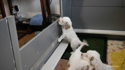 Polly's Litter Week 5