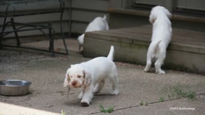 Polly's Litter  230815 014.jpg