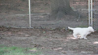 Polly's Litter 230819 005.jpg