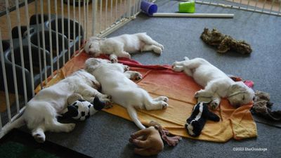 Polly's Litter 230819 013.jpg