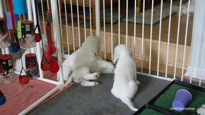 Polly's Litter 230820 004.jpg