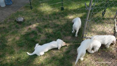 Polly's Litter 230824 005.jpg