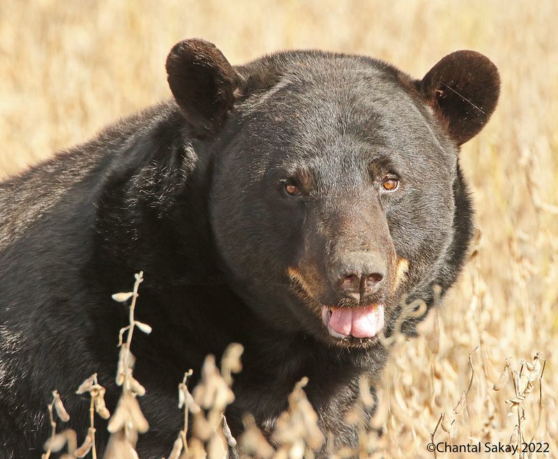 American Black Bear