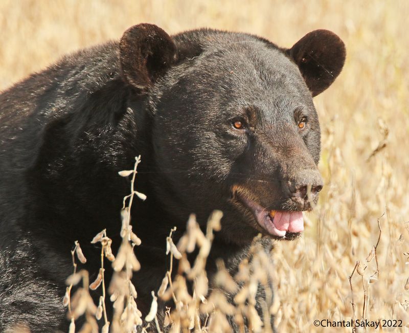 American Black Bear