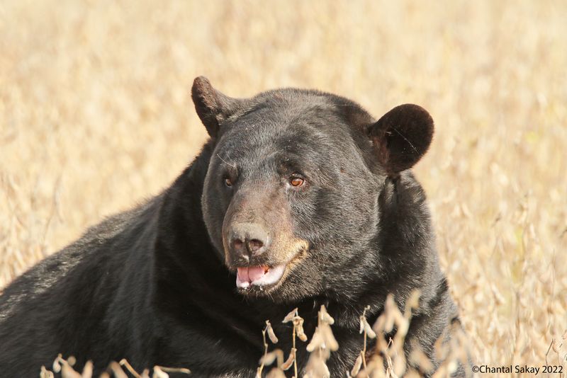 American Black Bear