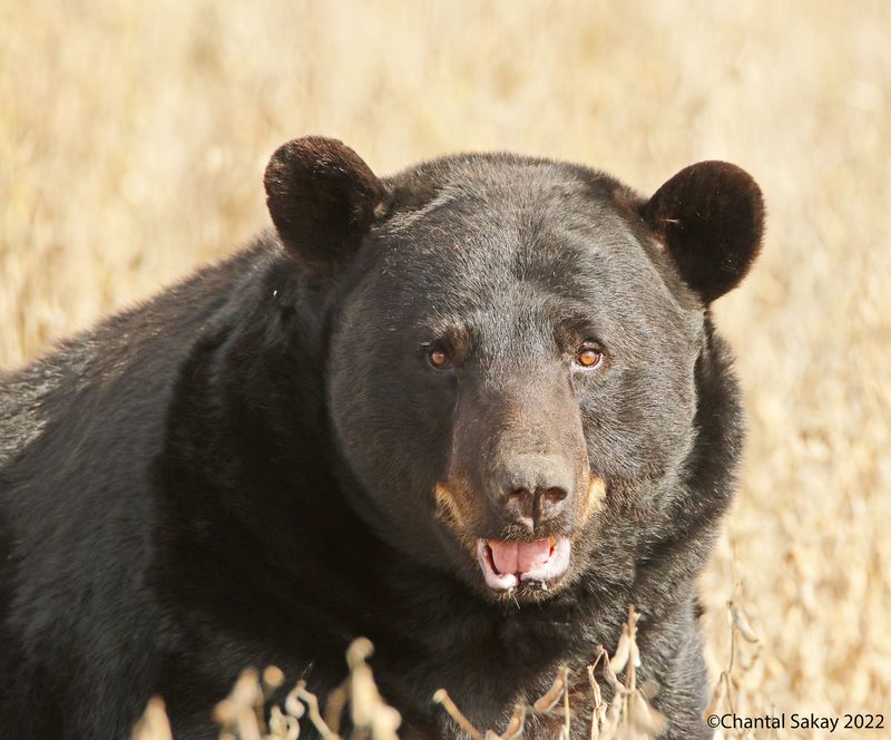 American Black Bear