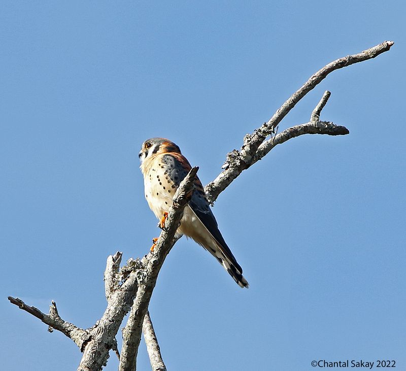 American Kestrel
