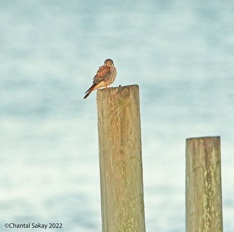 American Kestrel
