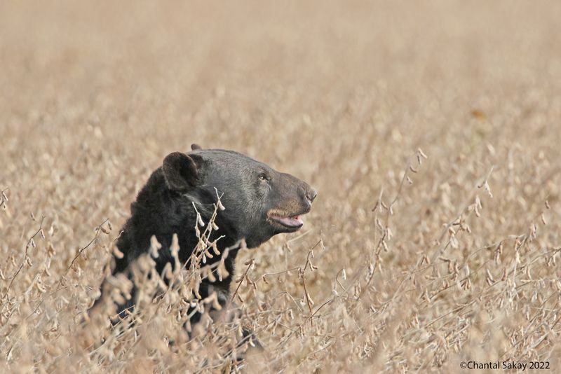 American Black Bear