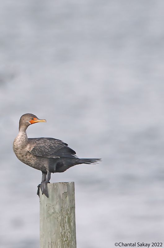 Double-crested Cormorant