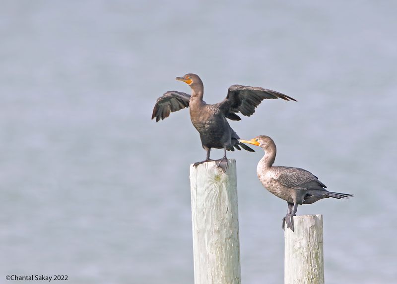 Double-crested Cormorants