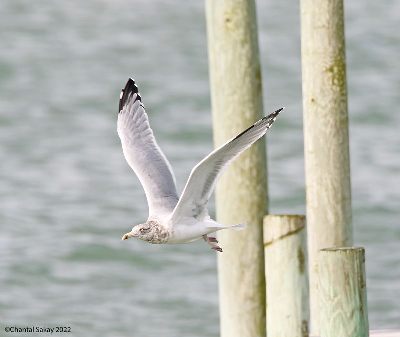 Herring Gull