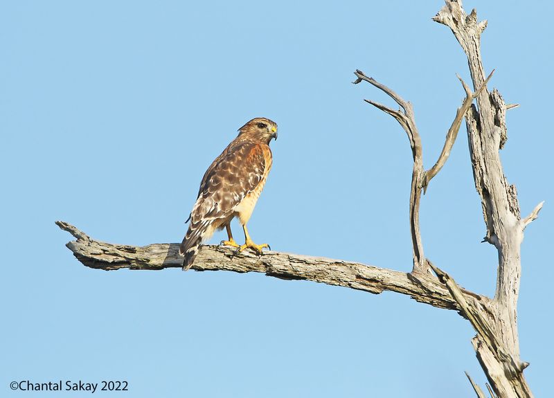 Red-shouldered Hawk