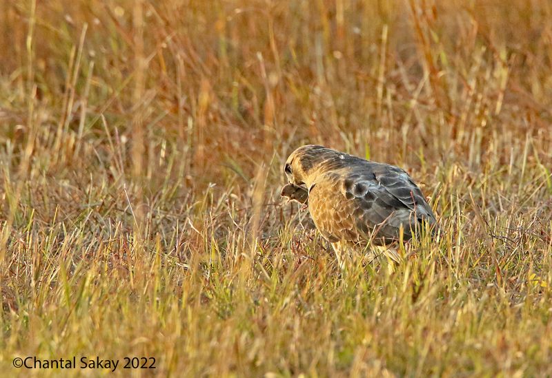 Red-tailed Hawk