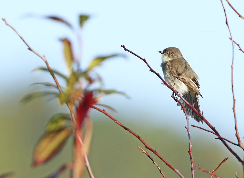Eastern Phoebe