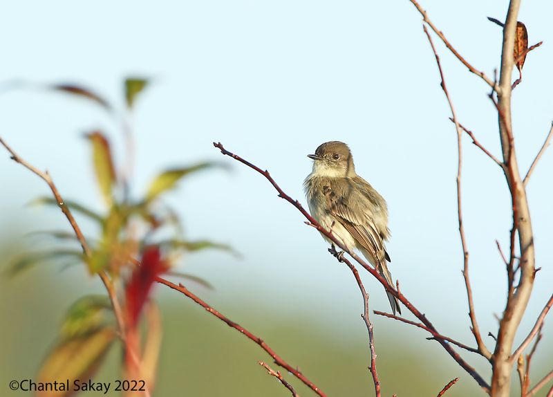 Eastern Phoebe