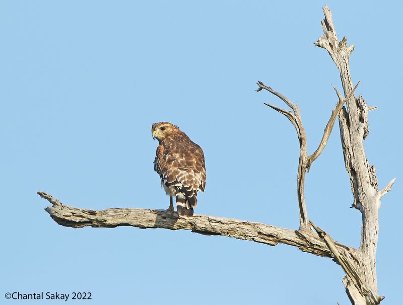 Red-shouldered Hawk