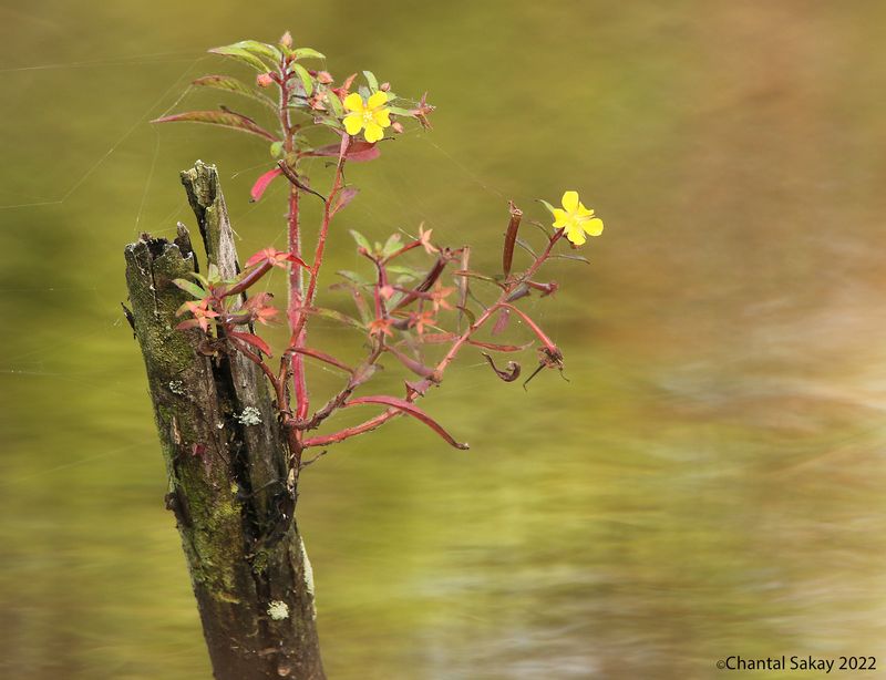 Willow Water Primrose