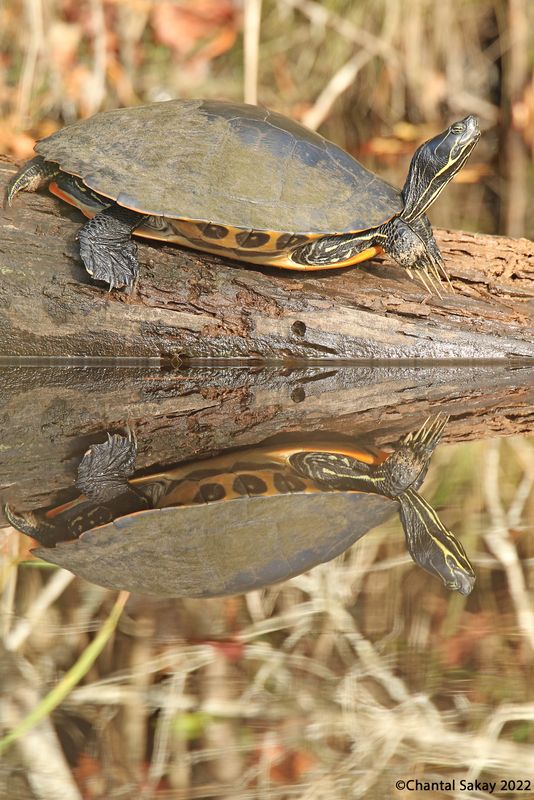 Coastal Plain Cooter