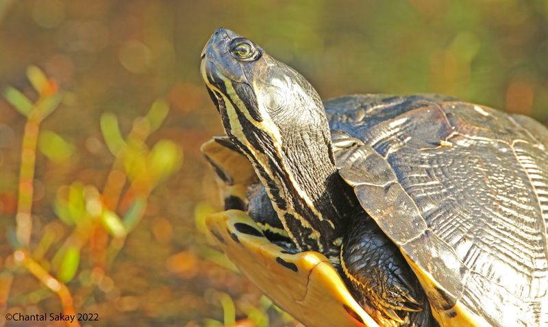 Coastal Plain Cooter