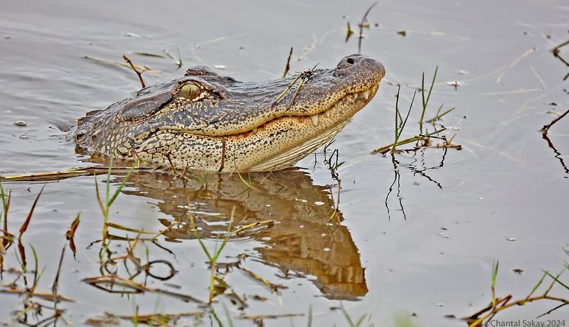 American-Alligator