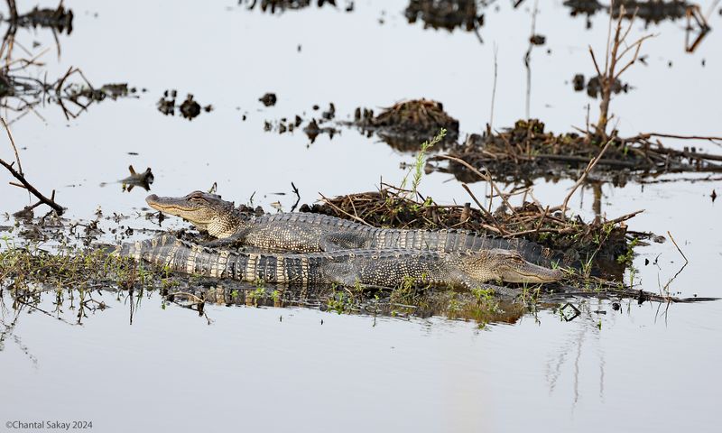 American-Alligators