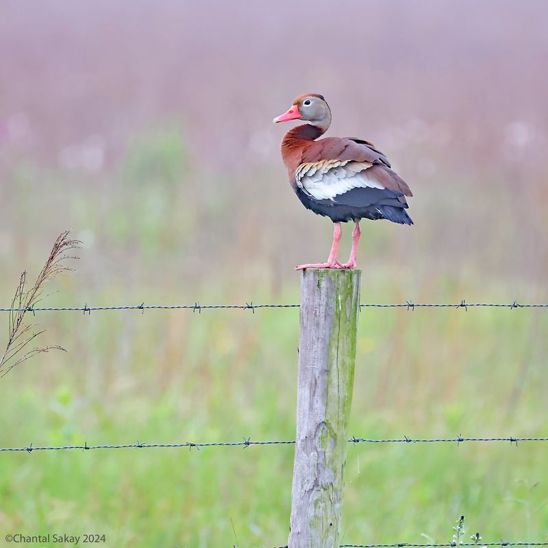 Black-bellied-Whistling-Duck