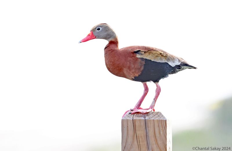 Black-bellied-Whistling-Duck