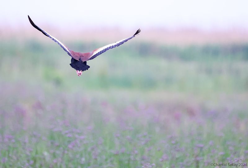 Black-bellied-Whistling-Duck
