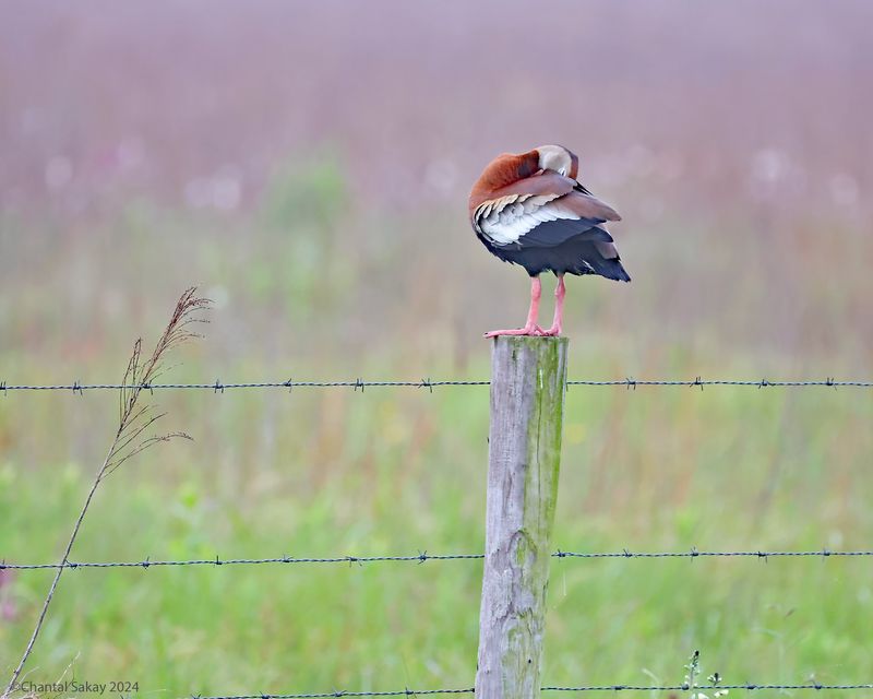 Black-bellied-Whistling-Duck