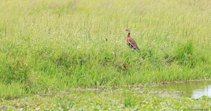 Black-bellied-Whistling-Ducks