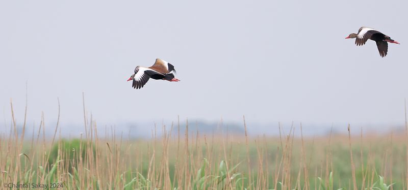 Black-bellied-Whistling-Ducks