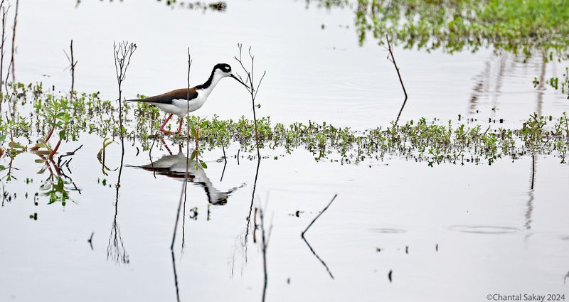 Black-necked-Stilt