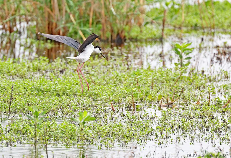 Black-necked-Stilt
