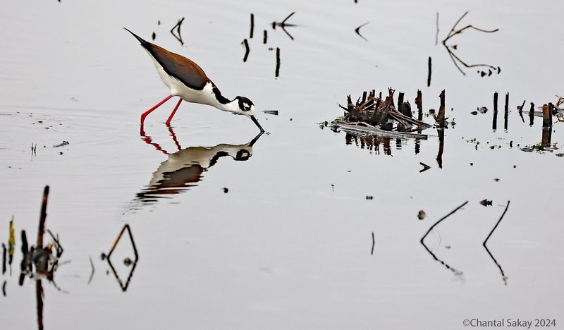 Black-necked-Stilt